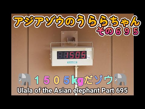 アジアゾウのうららちゃん（６９５）🐘１５０５kgだゾウ🐘（東山動植物園）Ulala of the Asian elephant Part 695