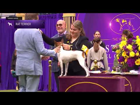 Rat Terriers | Breed Judging 2024