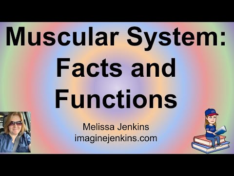 Muscular System Facts and Functions - Anatomy and Physiology