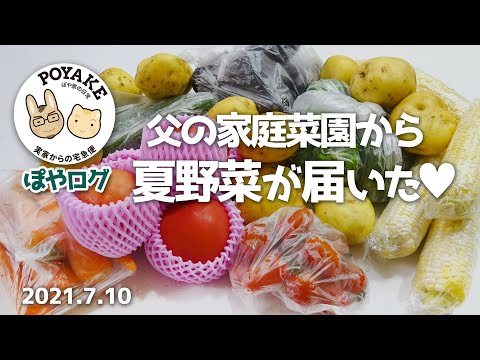 【ぽやログ】父の家庭菜園から夏野菜が届いた～♥【ぽや家 #Shorts｜003】