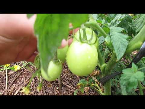 Tomates Orgânicos plantados em casa produzindo bastante