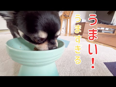 カリカリ嫌いなのに朝ごはんをよく食べるようになりました！！#チワワ #ココグルメ #chihuahua