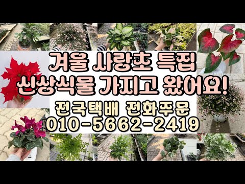 겨울에도 꾸준히 인기있는 신상식물들 가지고 왔어요