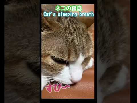 猫の寝息　Cat's sleeping breath　#Shorts