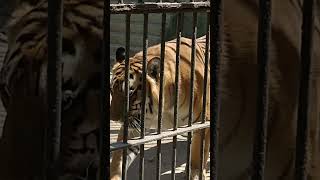 tiger || #india #zoo  #shortvideo #2023 #tiger #wildlife #walking #shortvideo