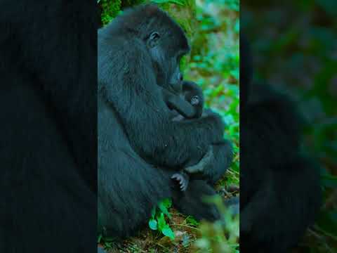 "Heartwarming Gorilla Mother Love in the Wild" #junglewildlife #facts #fascinatingwildlife