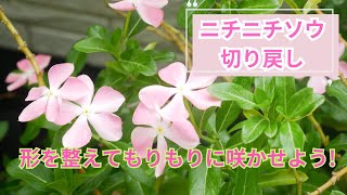 【ニチニチソウの育て方】夏の切り戻しはどの位置?タイミングやコツ・もりもりの咲かせよう!