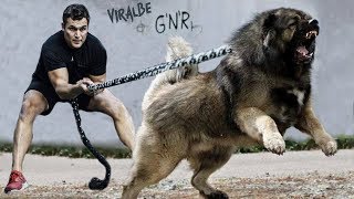 The 10 Strongest Shepherd Dog Breeds