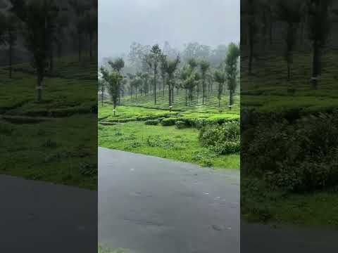 📍 Valparai - The Seventh Heaven #valparai #valparaihills #tamilnadu #tamilnadutourism #explorepage