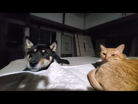 夜な夜なお菓子食べてる飼い主を監視する犬と猫