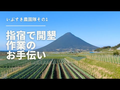 【いぶすき農援隊】　鹿児島県の指宿で草刈り お世話になってるスーパーおばちゃんの畑のお手伝い　バッテリー刈払機　makita MUR365