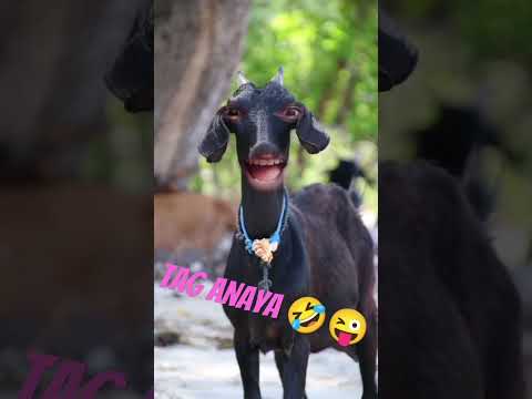 Tag Anaya Name Wali Funny 😂🤣😝 Video ||| Shahab Khan Vloger ||| #comedy #funny#shortfeed#viral