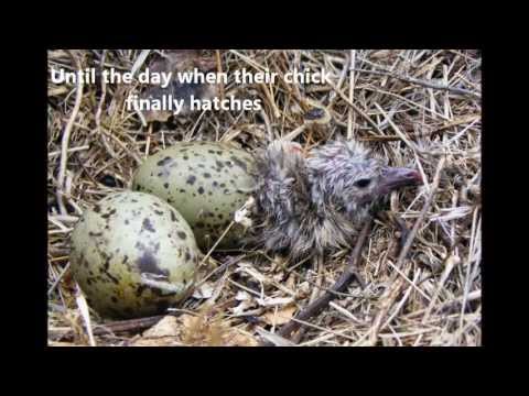 Protecting the Last Refuges for Caribbean Seabirds