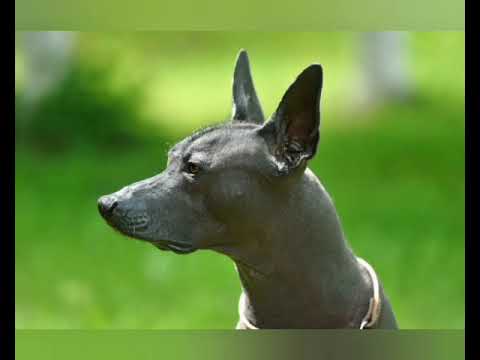 Peruvian hair less dog