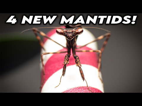 Time For Some New Mantids! [UNBOXING]