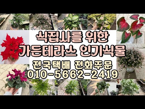 식집사님들을 위한 가든테라스 인기식물!