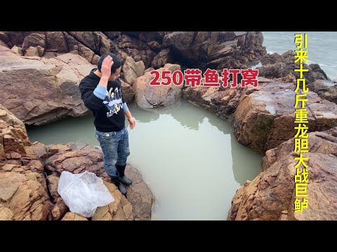 【阿向趕海】250帶魚打窩 引來十幾斤龍膽大戰巨鱸 海蛇凶狠無比 賣了大賺20倍