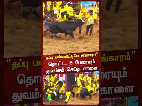 என்னை தொட்டவன விட்டதே இல்லை... |தொட்ட 6 பேரையும் துவம்சம் செய்த காளை