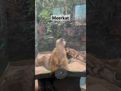 Cutest meerkat in the world