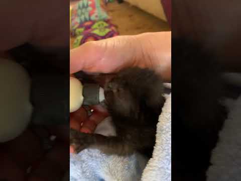 Feeding my baby kittens I rescued