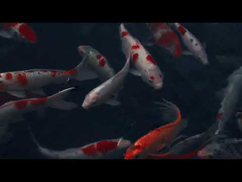 beautiful fishes#shark#$k video(HAMZI CHANNEL)