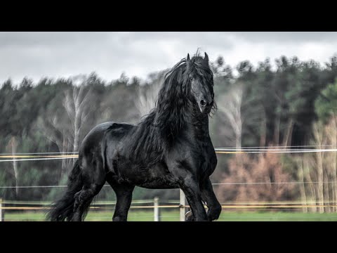 The Dark Charmers | Friesian Horses