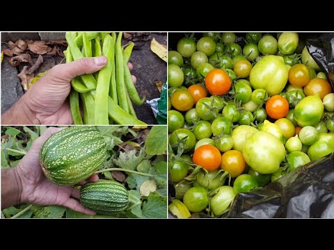 Late October (Autumn) Allotment Update - Grow Fruit & Vegetables - Shokher Bagan 2020