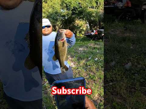 BIG BASS little pond! #florida #largemouthbass #viral #trending #fishing