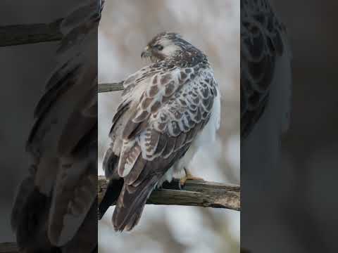 Rare Pale Morph Buzzard Sighting in the Netherlands | Wildlife Discovery #birdwatching