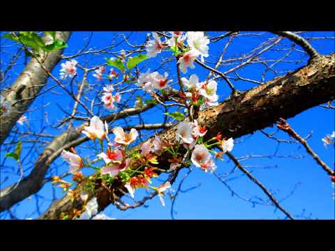 三木山総合公園・季節外れの桜～