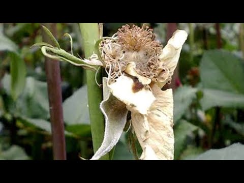 Fungicides used in the control of Botrytis cinerea in flowers and their Mechanism of Action.