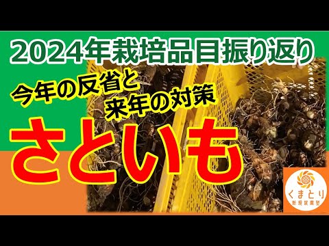 【さといも栽培】2024年の反省と来年の対策