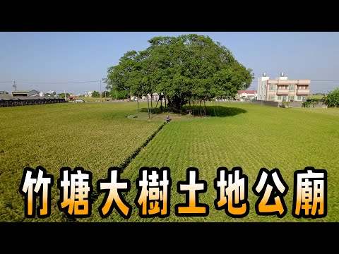 雙色稻田？ 彰化竹塘大樹土地公廟｜台灣真奇廟EP7 ASMR