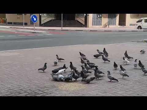 while I was walking I saw a lots of Pigeons(Kalapati)@#Dubai UAE 🇦🇪