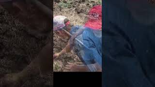 Planting sweet potato slips in the deep mulch #growyourownfood #garden #homegardening #urbanfarm