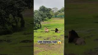 😱lion lioness roar || lion cub roar || lion attitude #shorts #youtubeshorts #viralvideo #trending 🥺😭