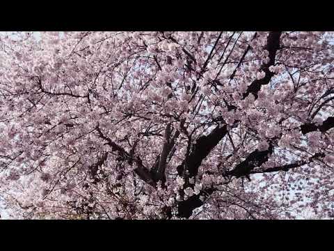 2023年4月13日満開の桜川の桜並木を朝さんぽ🐕🌸