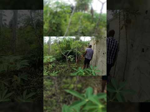 There were snakes here and he wanted me to go first ! #shorts #viral #africa #ivorycoast #snake