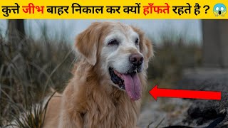 कुत्ते जीभ बाहर निकाल कर क्यों हाँफते रहते है ? 😱 | #shorts #newfactsvideohindi #amazingfactsvideo