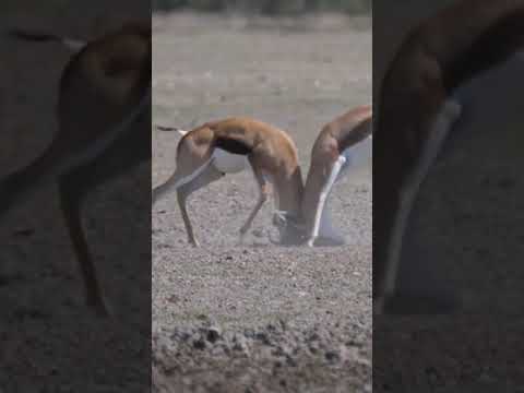 Springboks Antelopes locking horns fighting #shorts