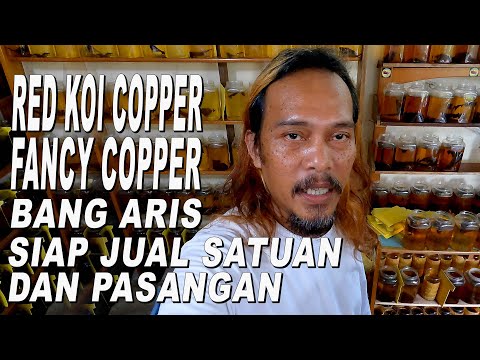 RED KOI COPPER DAN FCCP BANG ARIS SIAP JUAL PASANGAN