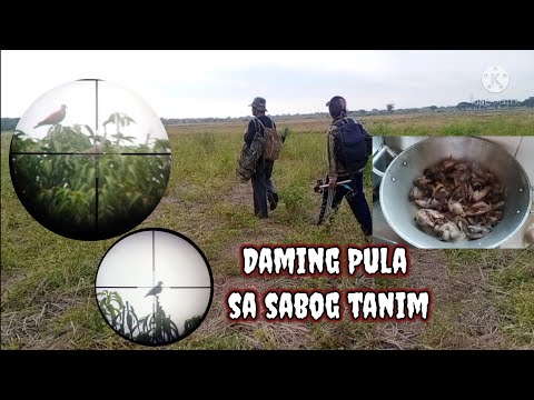 Bird Hunting PH ep29: Catch and cook wild dove