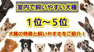 室内で飼いやすい犬種、1位～5位をご紹介します！