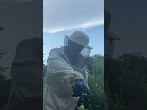 The Bees Tried To Stop Me From Taking Their Honey!