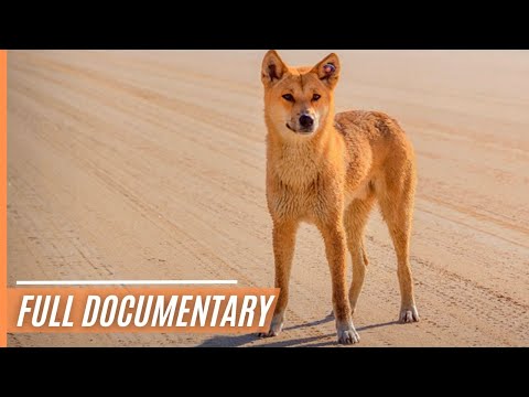 A Unique Insights into Australia`s Top Land Predator - The Dingo | Full Documentary