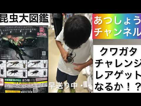 いきもの大図鑑　くわがた07   ガチャガチャ　ガシャポン　カプセルトイ　あつしょうチャンネル