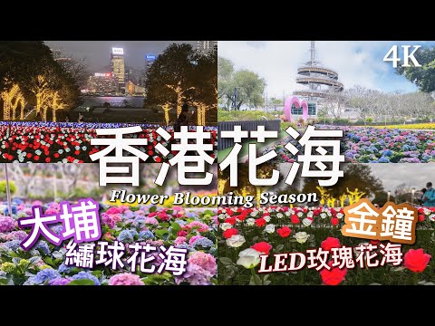 【香港好去處】花海・日與夜｜大埔海濱公園 繡球花海 & 添馬公園 LED玫瑰燈海 / Flower Blooming Season 2023