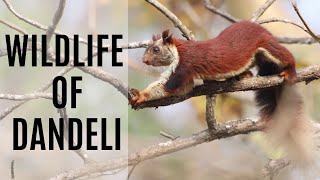 Indian Wildlife Documentary: Wildlife of Dandeli