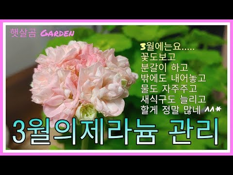 3월의 제라늄 관리ㅣHow to grow Peralgoniums in March