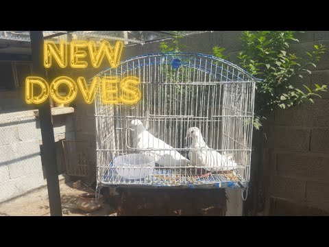 New Dove Pair for Avairy 🕊️🕊️